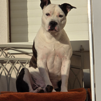 Maschio amstaff per accoppiamento con pedigree