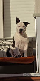 Maschio amstaff per accoppiamento con pedigree