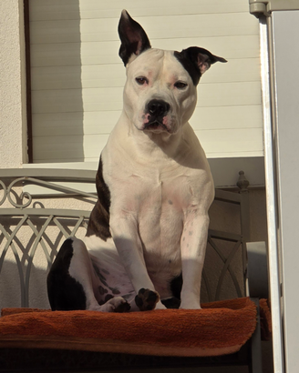 Maschio amstaff per accoppiamento con pedigree