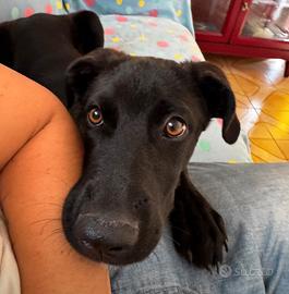 Cane taglia media labrador meticcio
