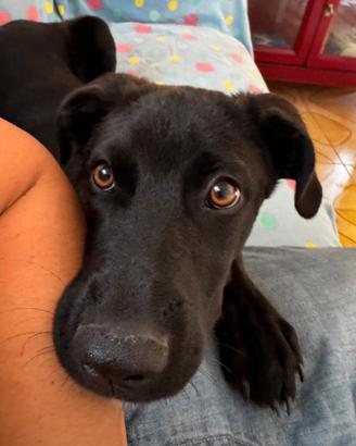 Cane taglia media labrador meticcio