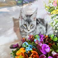 Vendita main coon alta qualita