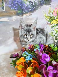 Vendita main coon alta qualita