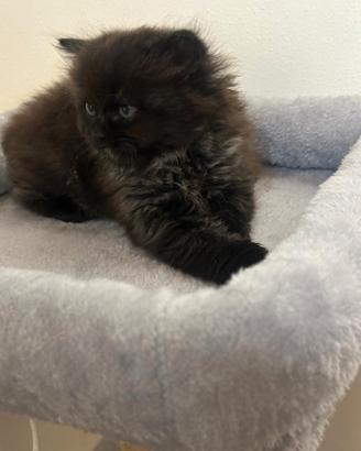 Cucciolo di gatto Persiano / Ibrido - 2 mesi