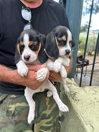 Cuccioli di beagle