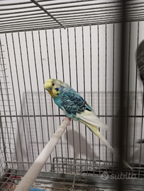 Cocorite maschio di 2 anni