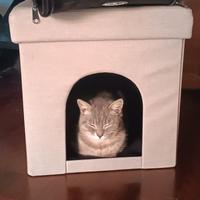 Cuccia puff per gatto