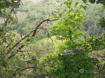 RGE 79/2024 Trib Pavia - LOTTO 5