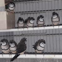 Diamante di Bichenow