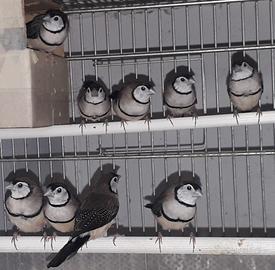 Diamante di Bichenow