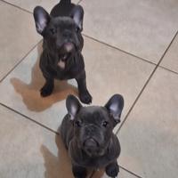 Bulldog total blue esotico