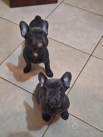 Bulldog total blue esotico