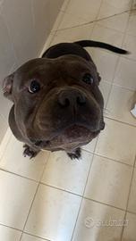 American bully standard