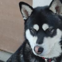 Siberian husky