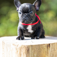 Bulldog francese