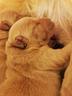 cuccioli-di-golden-retriever-linea-americana