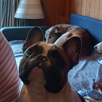 Bulldog francese per monta