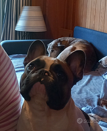 Bulldog francese per monta