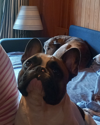 Bulldog francese per monta