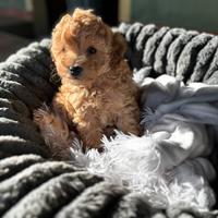 Barboncino toy maschio