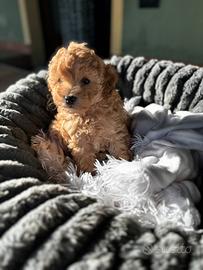 Barboncino toy maschio