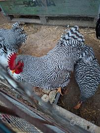 Galline