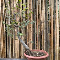 Olmo pre-bonsai