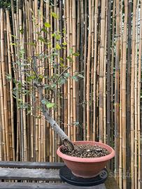 Olmo pre-bonsai