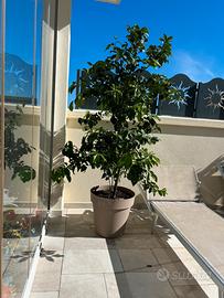 Albero di limone 🍋 altezza 2 mt circa
