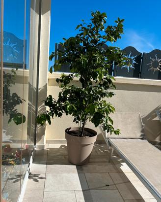 Albero di limone 🍋 altezza 2 mt circa