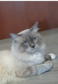 Ragdoll Blue Point Accoppiamento