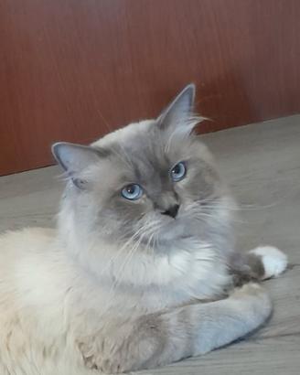 Ragdoll Blue Point Accoppiamento