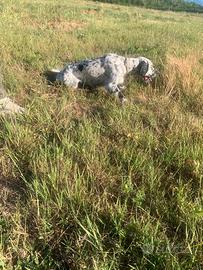 Setter inglese