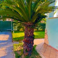 🌴  Splendida Chicas adulta - 2 metri 🌴