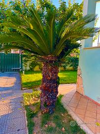 🌴  Splendida Chicas adulta - 2 metri 🌴