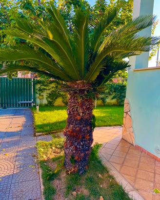 🌴  Splendida Chicas adulta - 2 metri 🌴