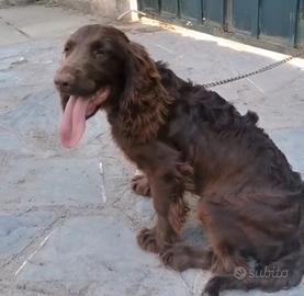 Cocker spaniel inglese linea da lavoro