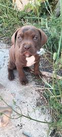 Cuccioli di corso