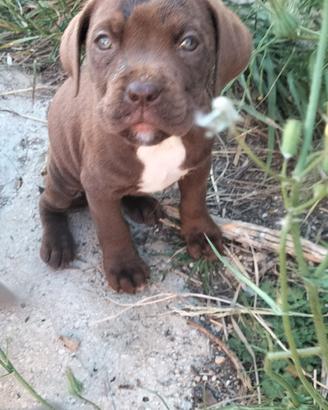 Cuccioli di corso