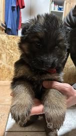 Cucciolo pastore tedesco
