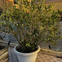 Alberello di oleandro