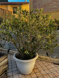 Alberello di oleandro