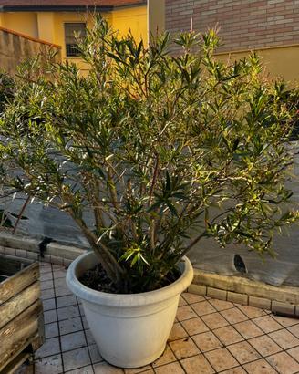 Alberello di oleandro