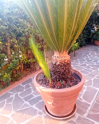 piantina di palma 
