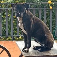 Adozione Femmina sterilizzata incrocio Amstaff