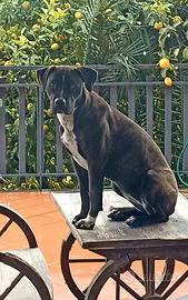 Adozione Femmina sterilizzata incrocio Amstaff