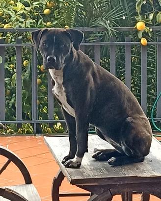 Adozione Femmina sterilizzata incrocio Amstaff