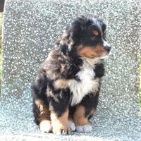 TOP ultima cucciola bovaro bernese Enci/Fci