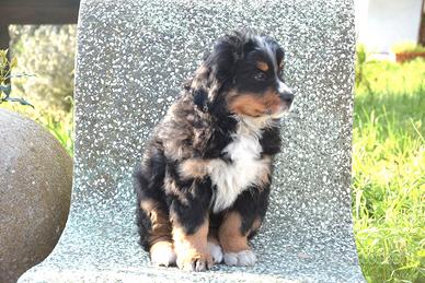 TOP ultima cucciola bovaro bernese Enci/Fci