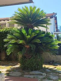 ALBERO CYCAS